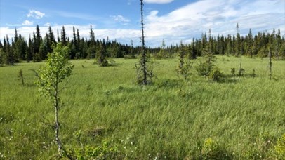 view across the Sjuguttmyra marsh