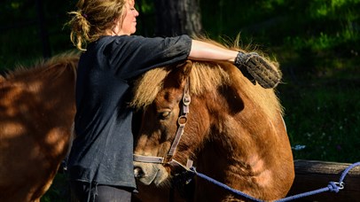 the horses are well cared for