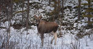 Moose in the winter