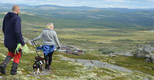 Viewpoint Flaksjølihøgda(1,5 km)
