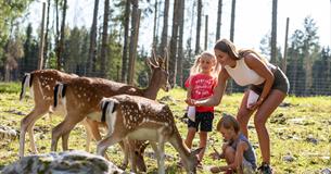 Familie mater dåhjort på Barnas Gård Hunderfossen