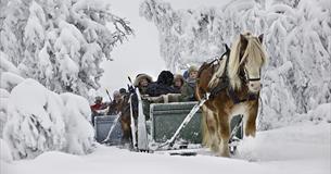 Sleigh Ride at Venabu Fjellhotell