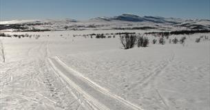 ski tracks in Langsua