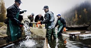 Fisking av lågåsild i Mjøsa