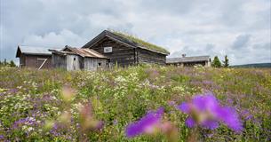 Traditional summer farm buildings in a flower meadow. Venabu Fjellhotell