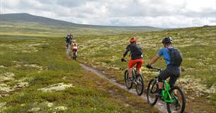5 Mountainbiker radeln auf einem Pfad auf dem Venabygdsfjellet.