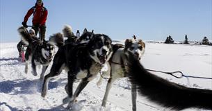 Hundekjøring med Sjusjøen Husky Tours