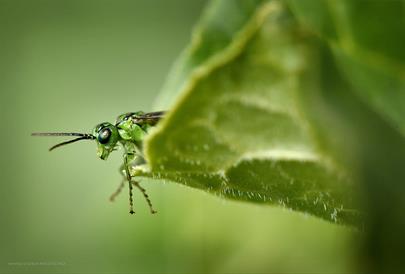 Macrophotography course | Venabu Fjellhotell