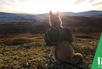 Naturforskere forteller : NINA 25 år på Lillehammer