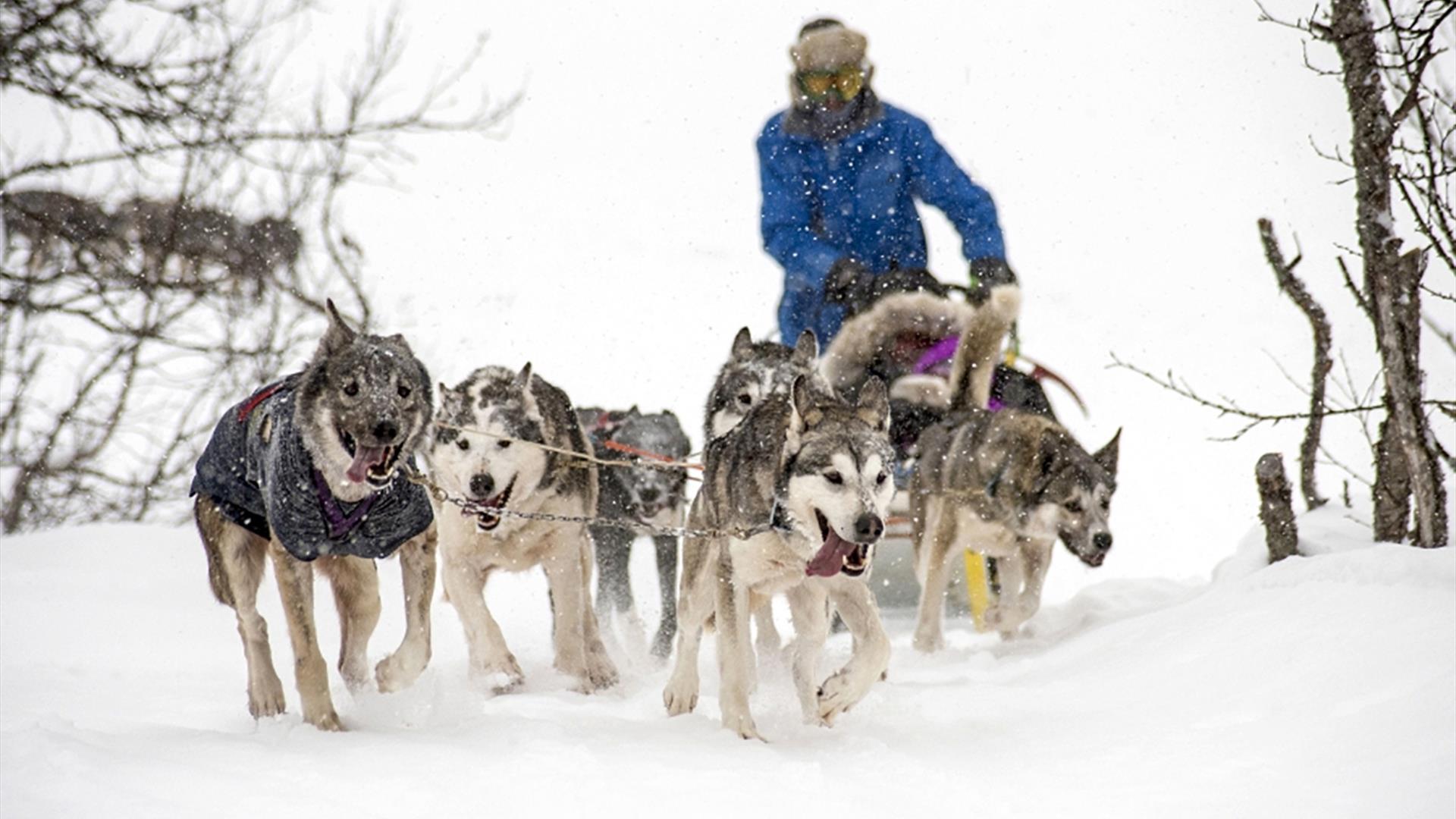 Dog sledding at Venabu