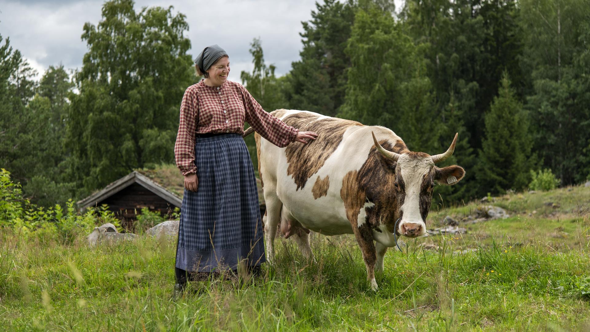 Budeie med ku på beite