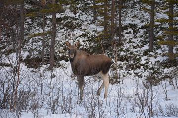 Moose in the winter