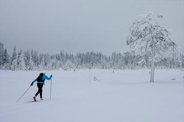 Cross country skier in winter wonderland