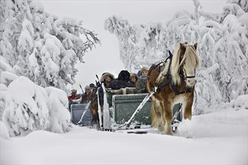 Sleigh Ride at Venabu Fjellhotell