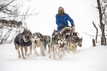 Dog sledding at Venabu