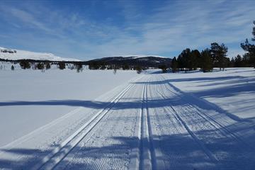 Crosscountry trails in Kvamsfjellet