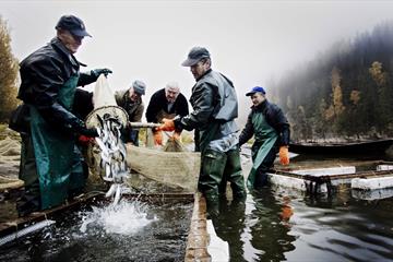 Fisking av lågåsild i Mjøsa