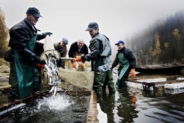 Fishing in Mjøsa