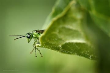 Macrophotography course | Venabu Fjellhotell