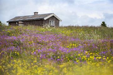 The summer farm of Lykkjesetra and its flower meadow. Venabu Fjellhotell