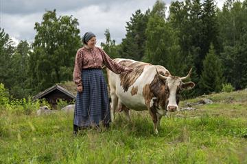Budeie med ku på beite