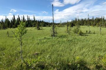 view across the Sjuguttmyra marsh