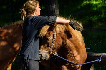 the horses are well cared for