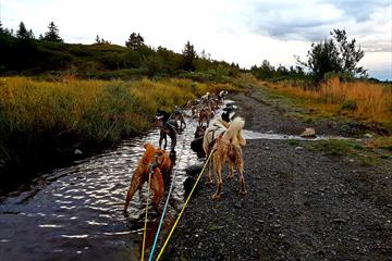 Dog Sledding on wheels