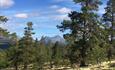 Old trees and a view of the mountians | Venabu Fjellhotell