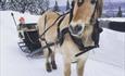 Horse sleigh ride