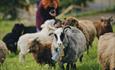 Goats at Paulsrud Gård