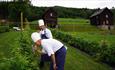 Tastings from the garden