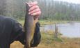 Fishing for brown trout in Langsua national park