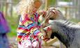 Girl feeds the goats at Kid's farm Hunderfossen