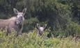 elk cow with calf