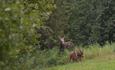 Moose cow with twin calves