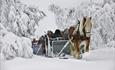 Sleigh Ride at Venabu Fjellhotell