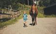 Child leading a horse along a farm road.