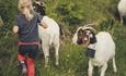 Child with goats in a flower meadow.