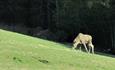 Three moose on a field