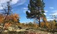 Trees in autumn