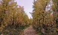 Path in the forrest