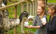 Feeding the ostriches