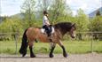 A rider and horse walk in the arena at Venabustallen