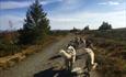 Hundekjøring på barmark med Sjusjøen Husky Tours