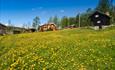 Flowers in the field in Skåbu