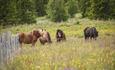 four horses graze in long grass