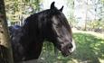 Hest
