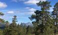 Old trees with mountains in the background | Venabu Fjellhotell