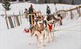 Dog sledding